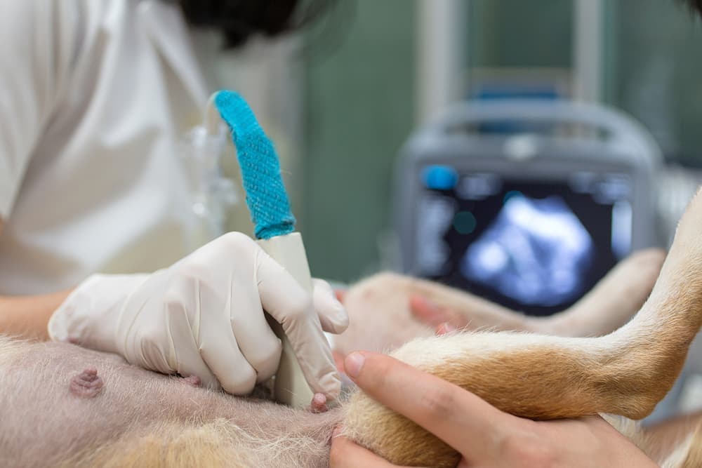 Veterinarian giving a dog an ultrasound of the abdomen