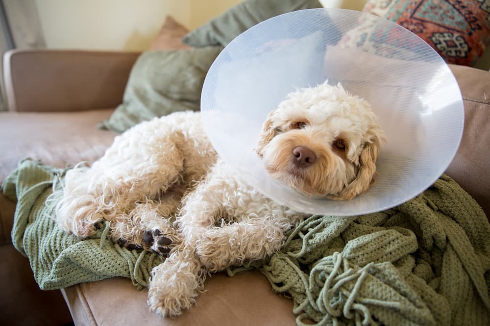 Dog with a cone around his neck sitting on a couch