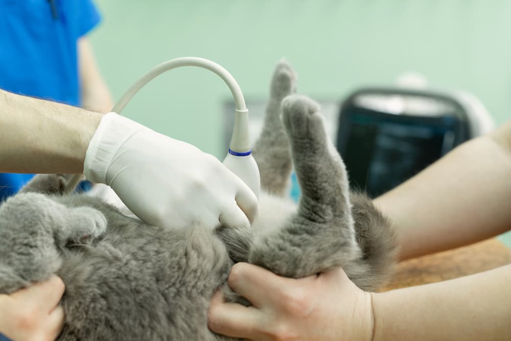 Cat being given an ultrasound
