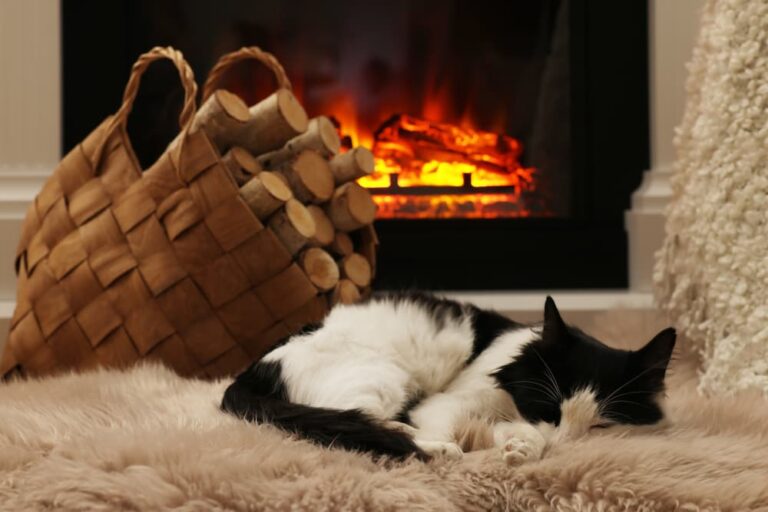 Cat sleeping on a rug in front of the fireplace