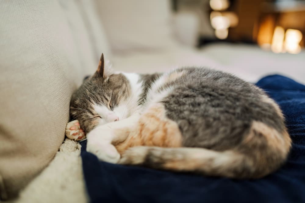 Cat sleeping on a couch with a blanket