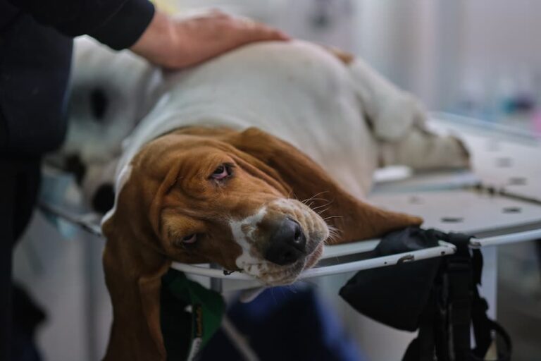 Sick dog lying down on veterinarian table