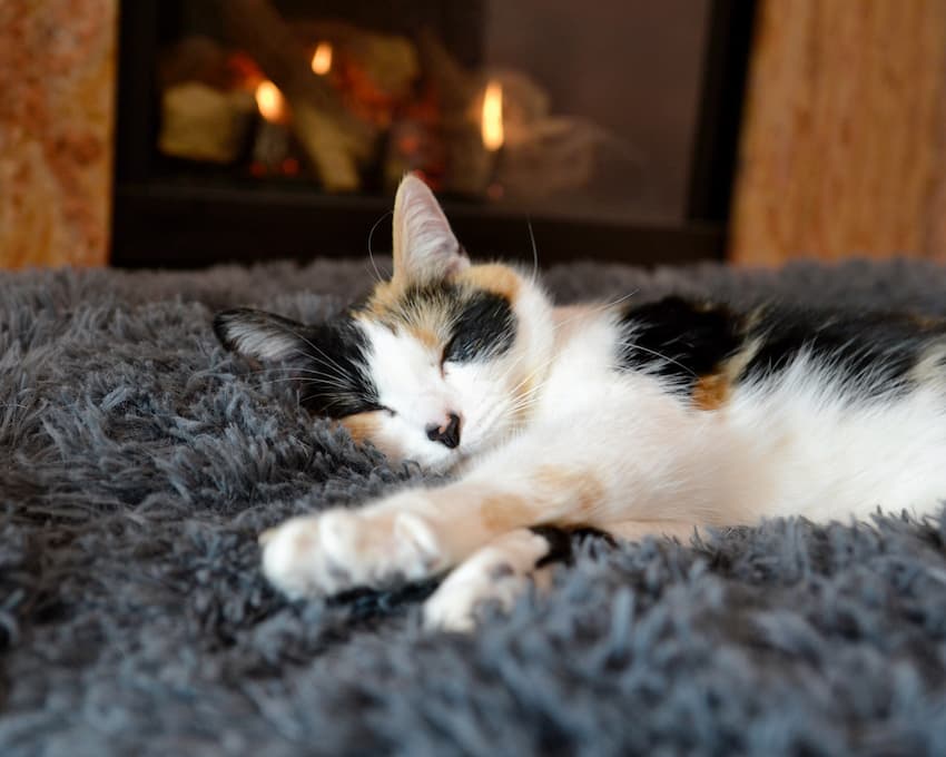cat sleeping on a rug in front of a fireplace