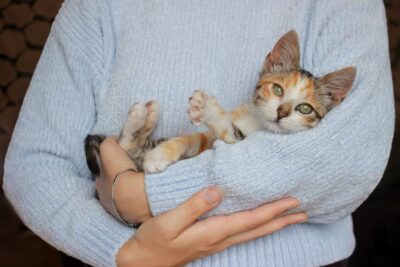 The Cost of Owning a Cat: What to Expect