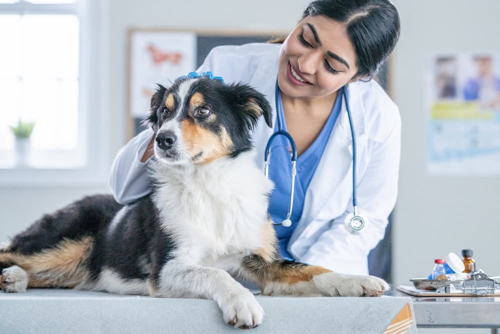 Veterinarian petting and looking at a dog