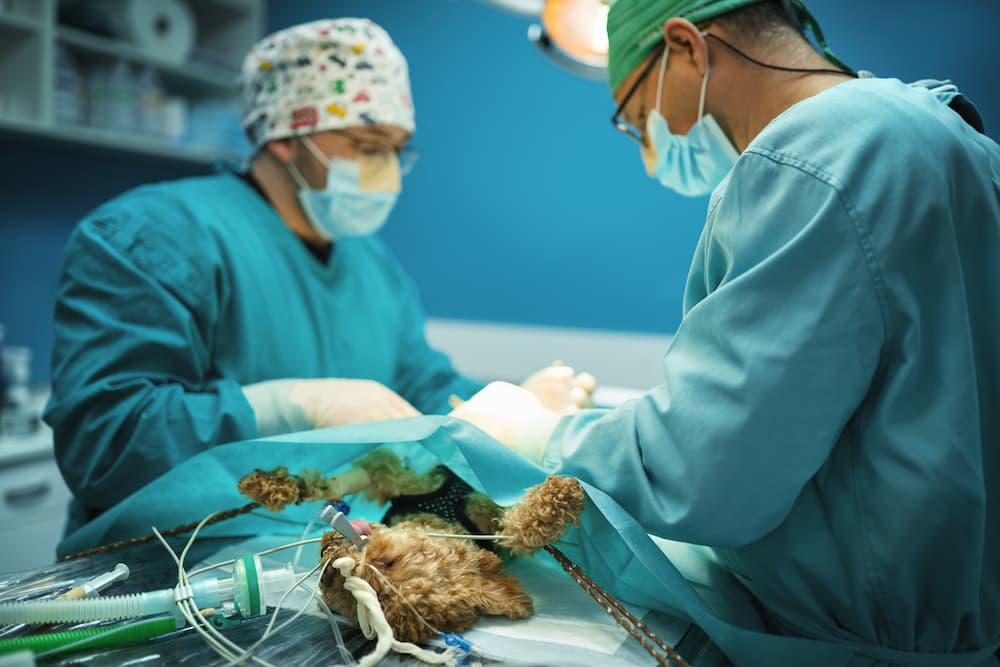 Two veterinarians performing surgery on a dog