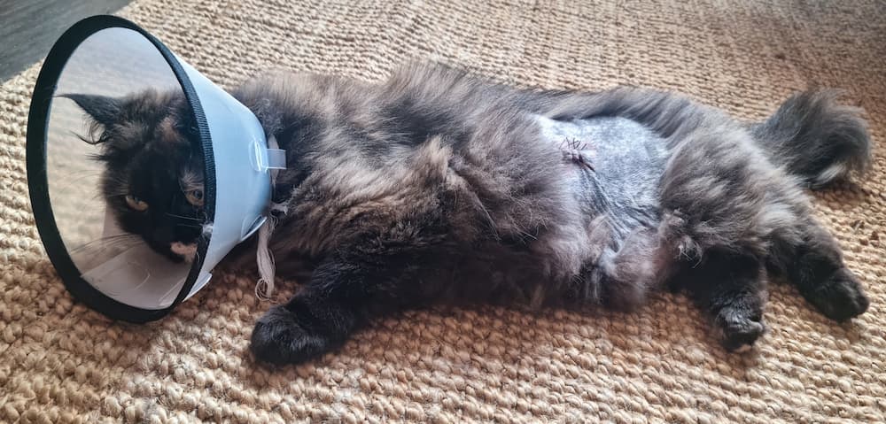 Cat recovering from surgery