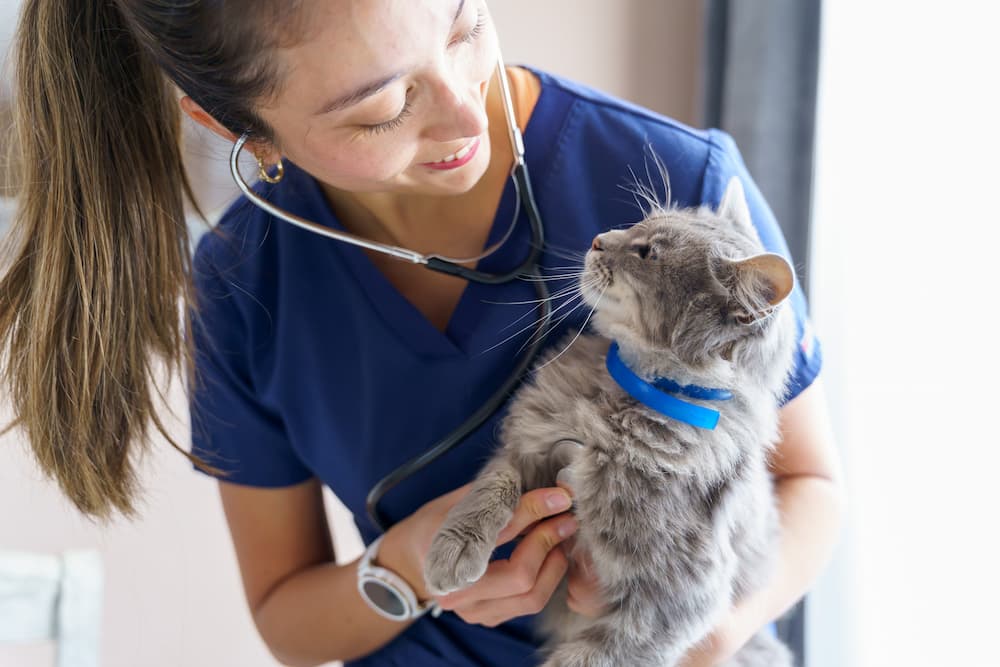 Veterinarian holding and smiling at a cat in her arms