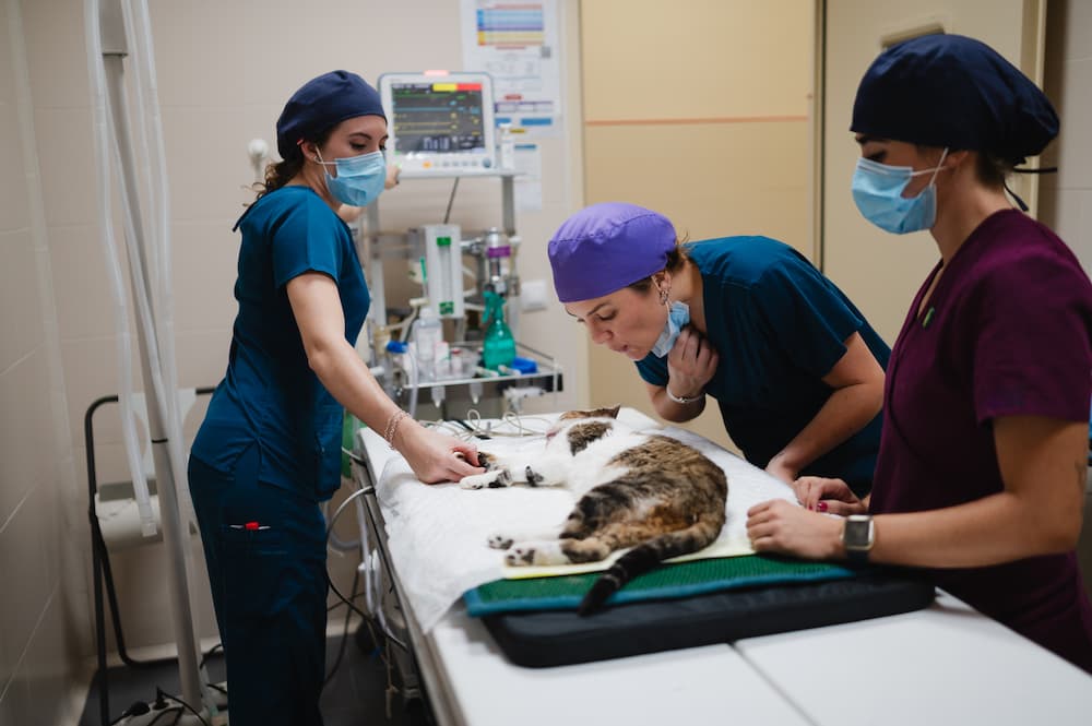 Two vets doing surgery for a cat
