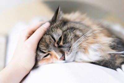 Cat Intestinal Blockage Surgery: Cost and What to Expect