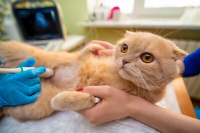 Cat Bladder Stone Surgery: Cost and What to Expect