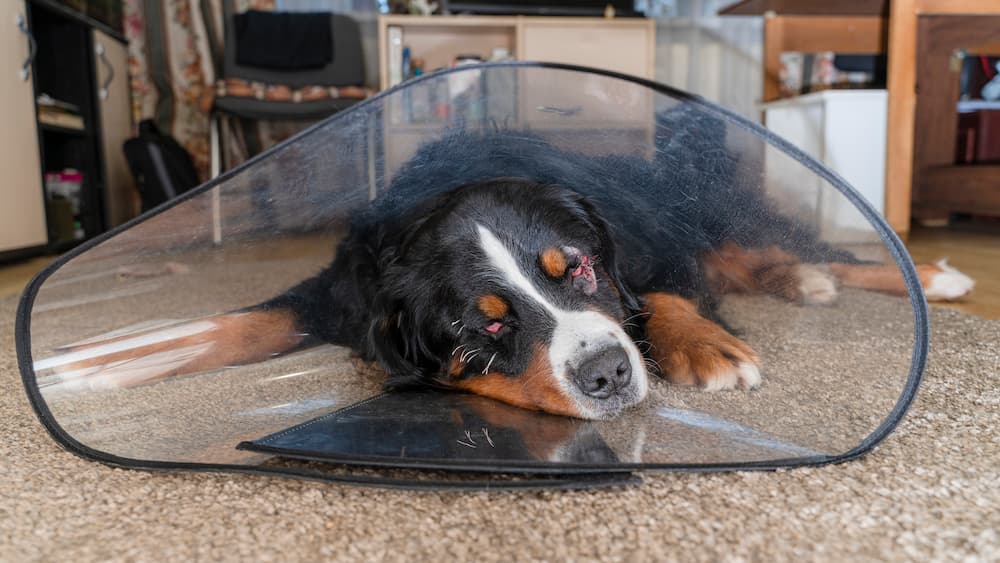 Dog lying on the floor with surgery cone around its head