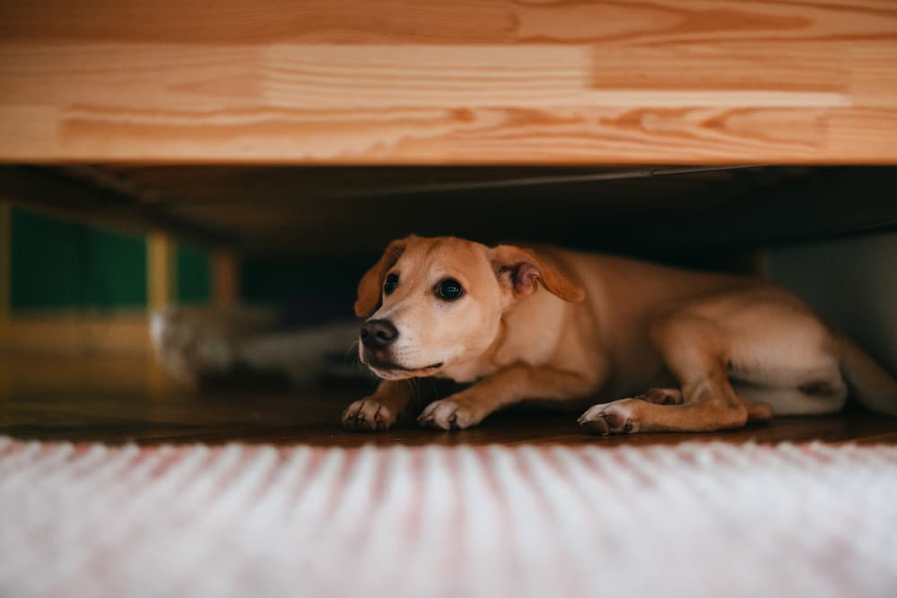 Dog hiding under a bed
