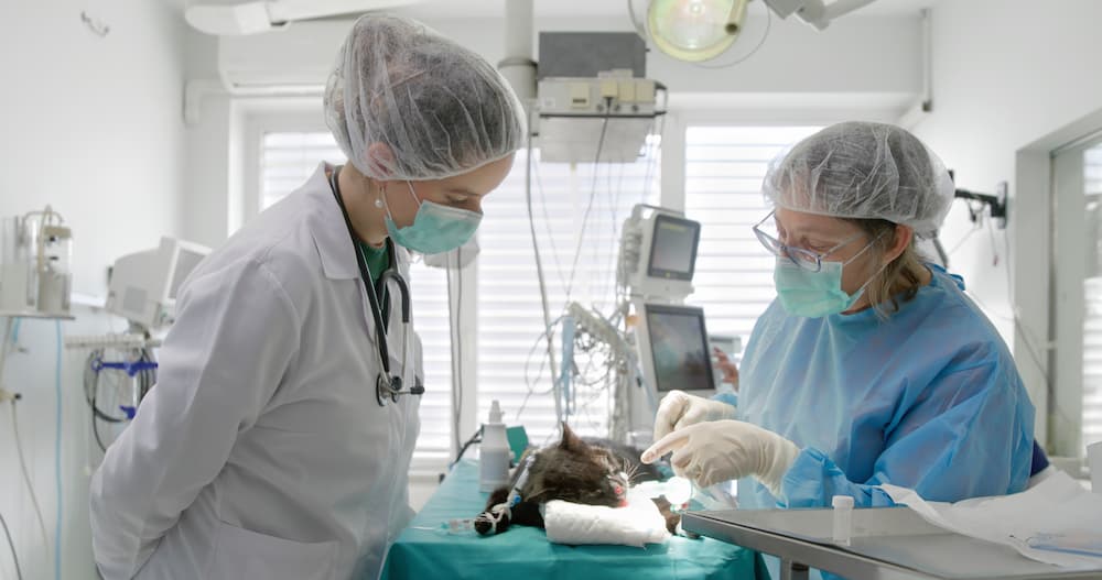 Two veterinarians operating on a cat