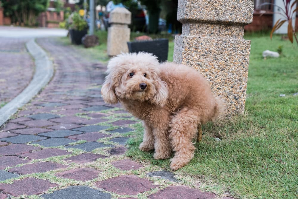 tan dog pooping on grass next to sidewalk