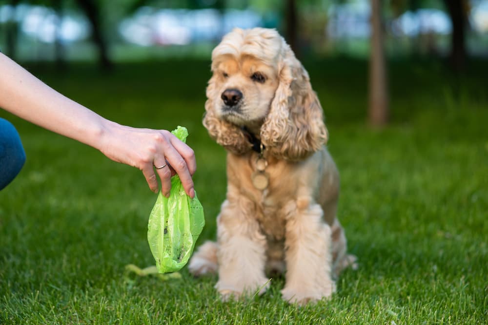 Dog sitting in grass with bag of poop being held in front of it