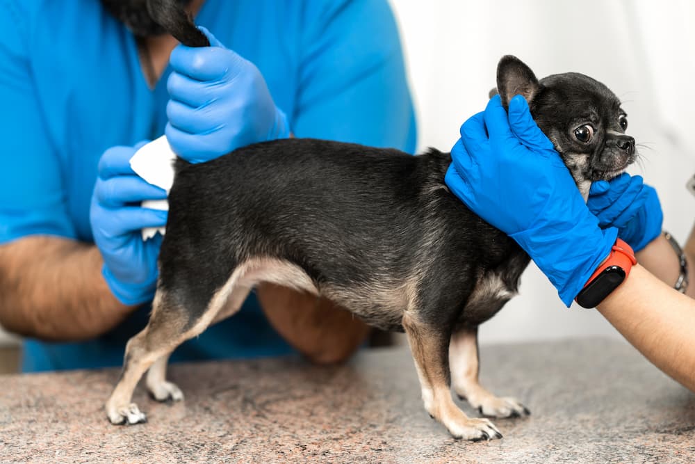 Dog having anal glands expressed by two veterinarians