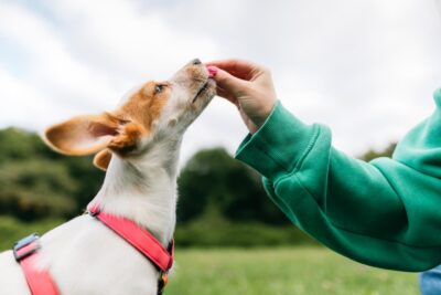 Anal Gland Supplements for Dogs: 4 to Consider