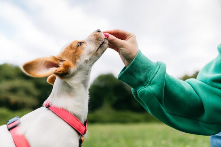 Dog receiving a treat from a person's hand outside