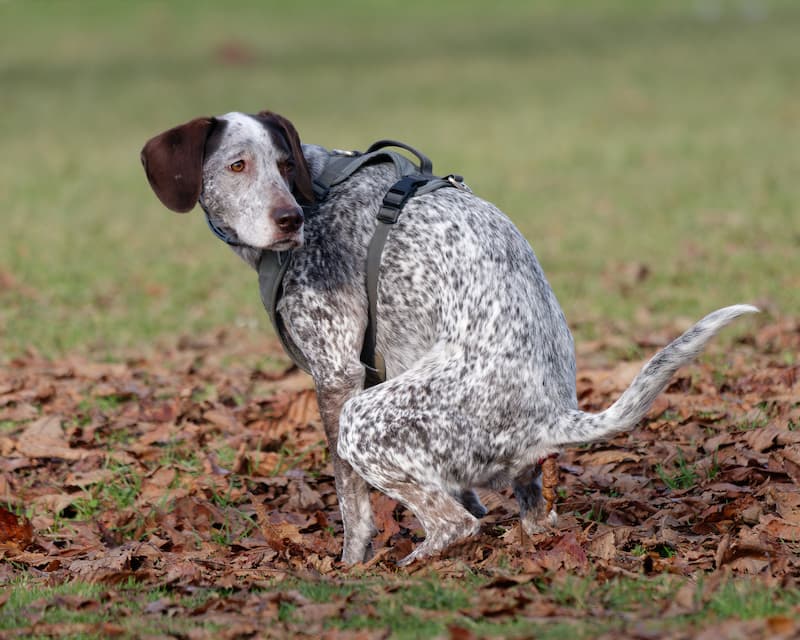 Spotted dog pooping outside in a pile of leaves on the grass