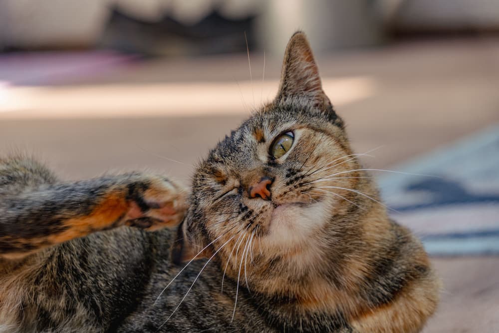 Closeup of cat scratching its ear