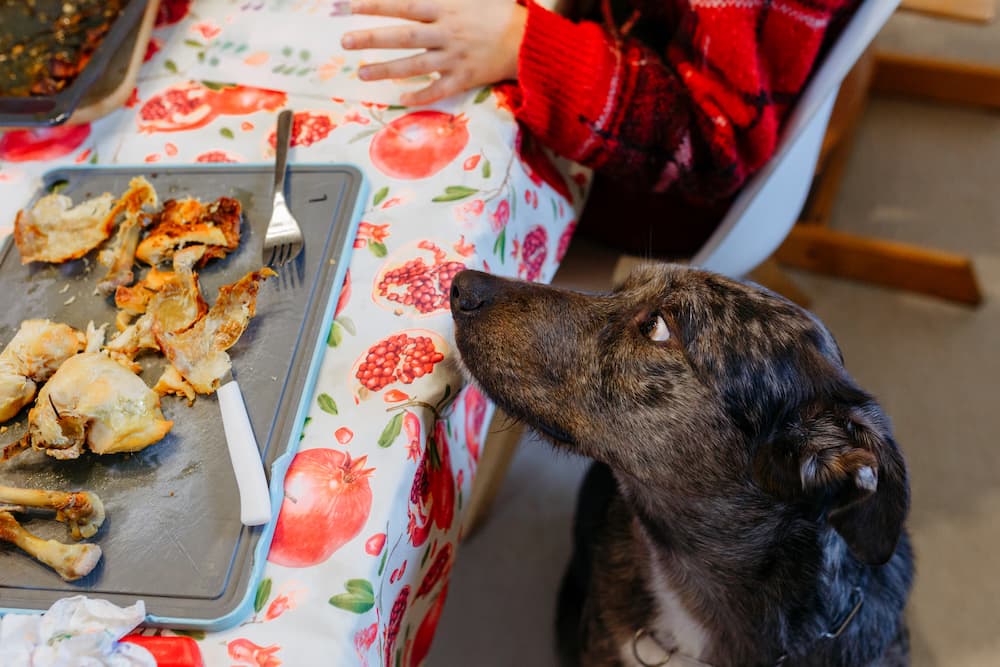 Dog next to table looking at scraps of food on a plate