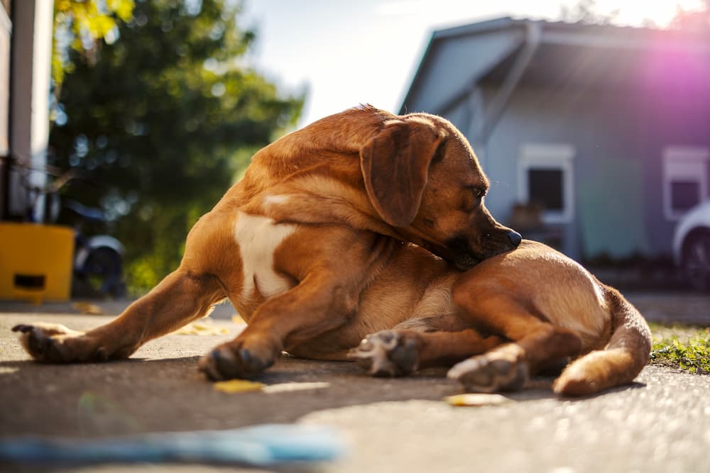 Dog outside biting its back leg