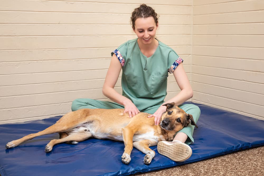 Woman doing physical therapy on a dog on a mat on the floor