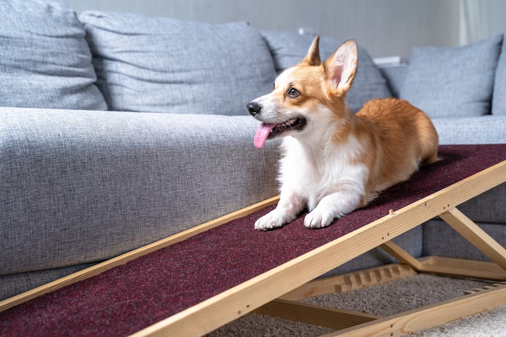 Dog on a ramp leading to a couch