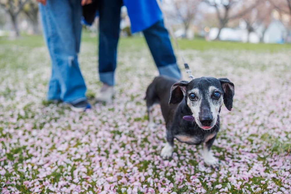 Small old dog on a leash being walked outside