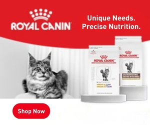 Weight Management Cat Food: 10 Vet-Recommended Options | Great Pet Care