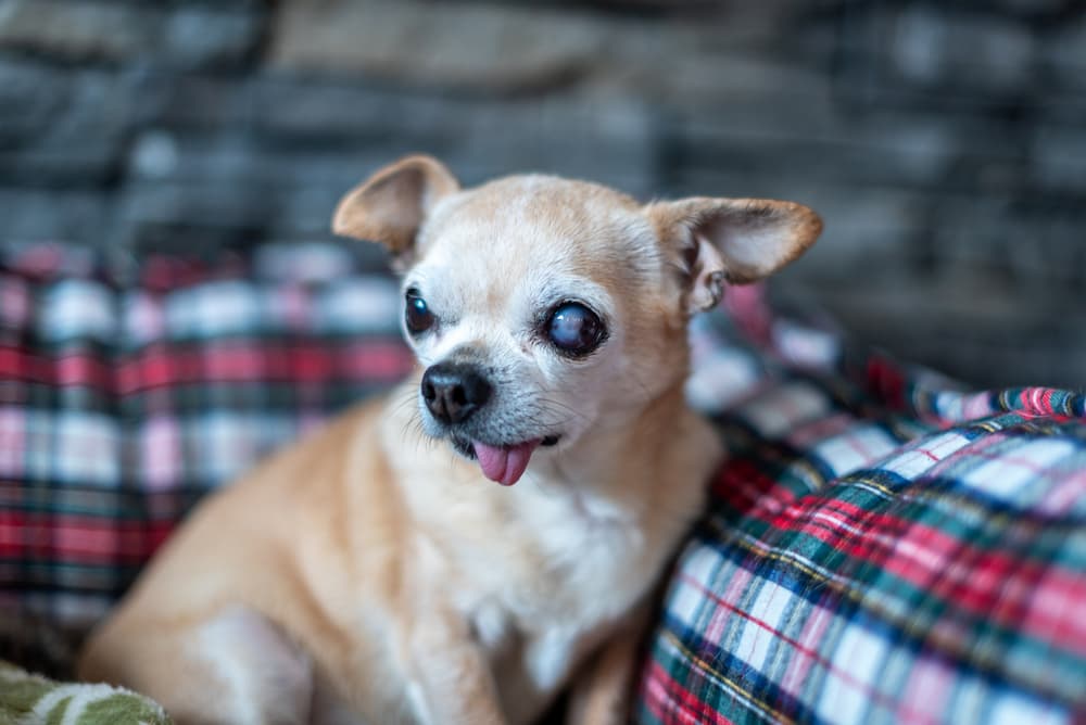Small dog with glaucoma in one eye