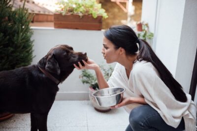 6 Benefits of Fresh Frozen Dog Food