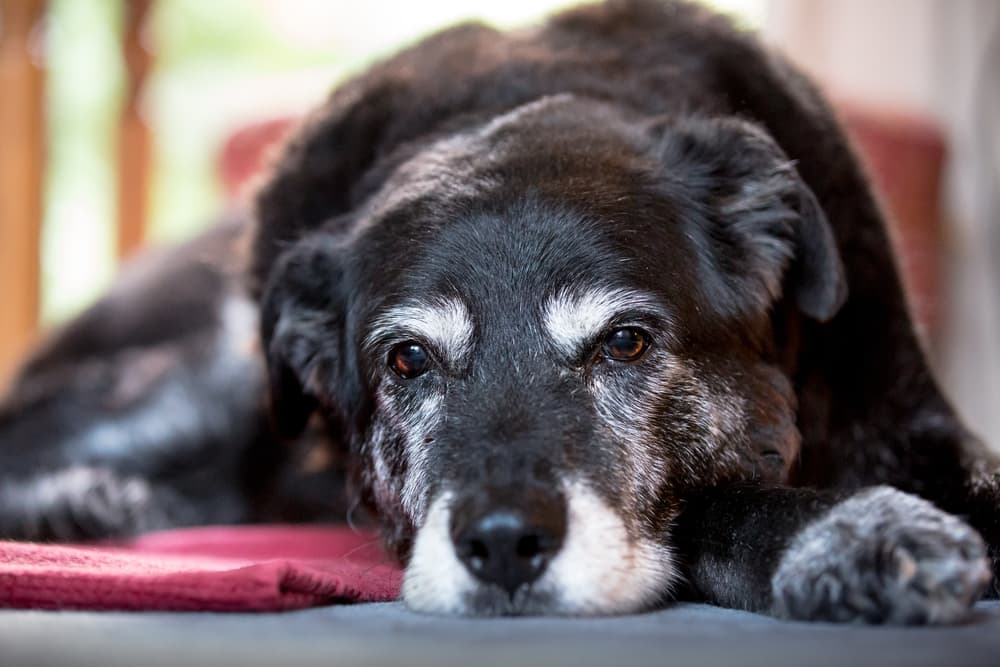 Why Is My Older Dog Having Accidents? Why Is My Older Dog Having Accidents?
