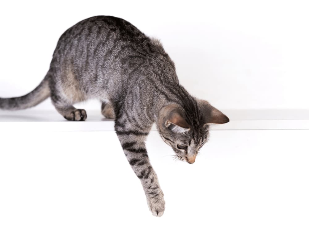 Why Isn’t My Cat Jumping Any More? Why Isn’t My Cat Jumping Any More?