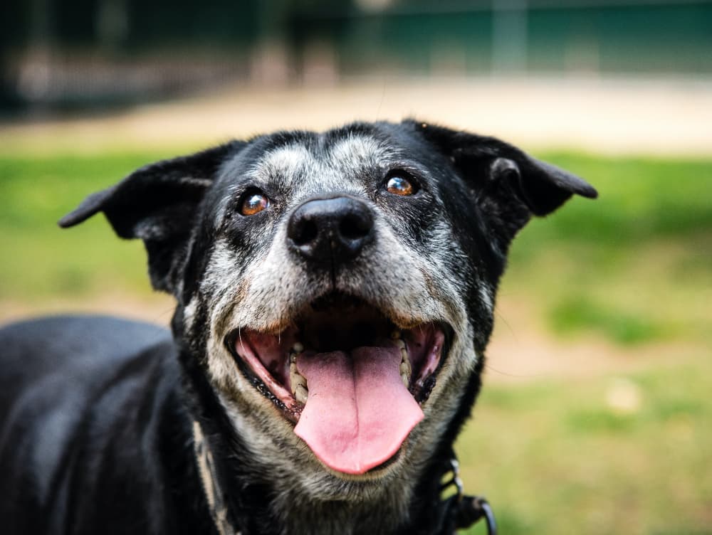 When is a Dog Considered Senior? When is a Dog Considered Senior?