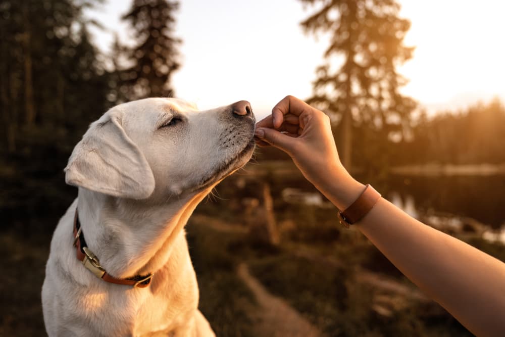 Woman giving dog supplement