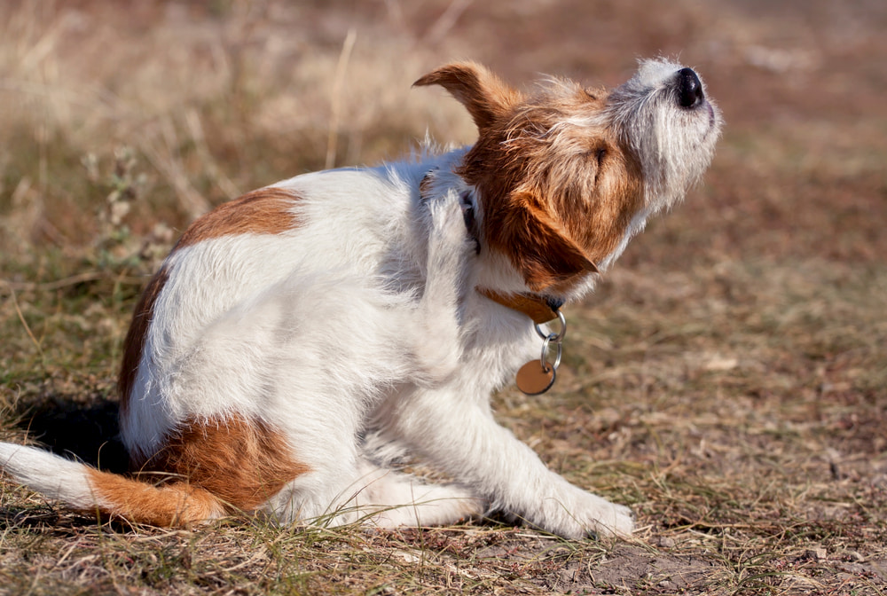 Dog itching skin outside