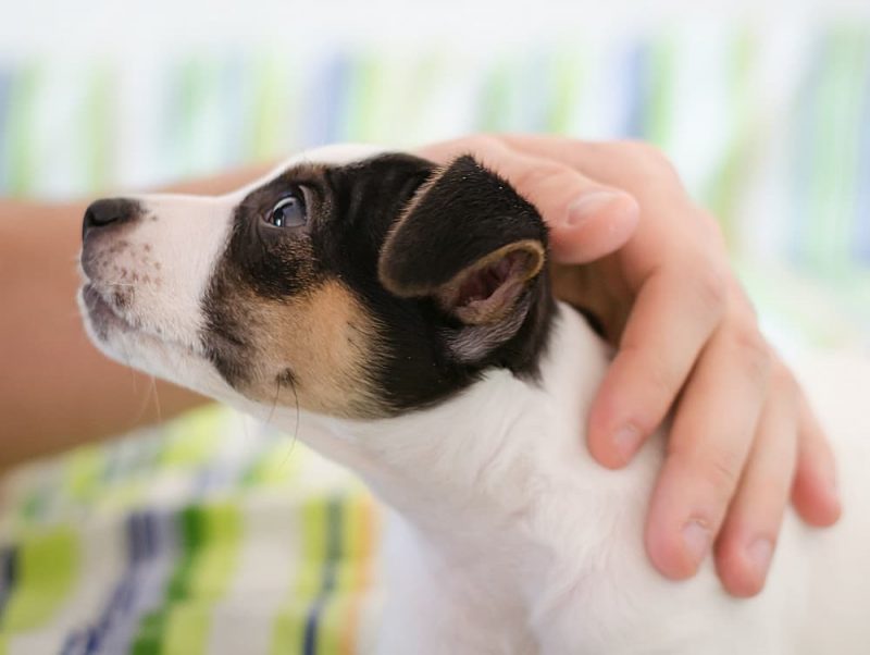 How to Build a Dog's Confidence Great Pet Living