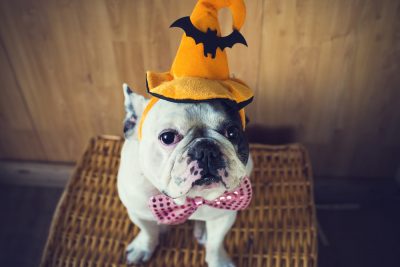 Avoiding the Halloween Scaries: 6 Tips to Prevent Pet Stress