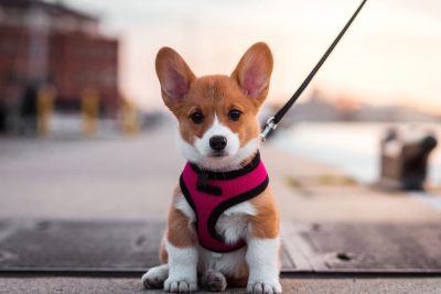6 Baltimore Dog Parks You and Your Dog Will Love