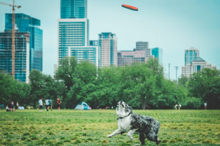 Dog playing in Austin park