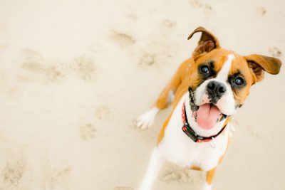 The Definitive List of Dog Friendly Beaches Near NYC