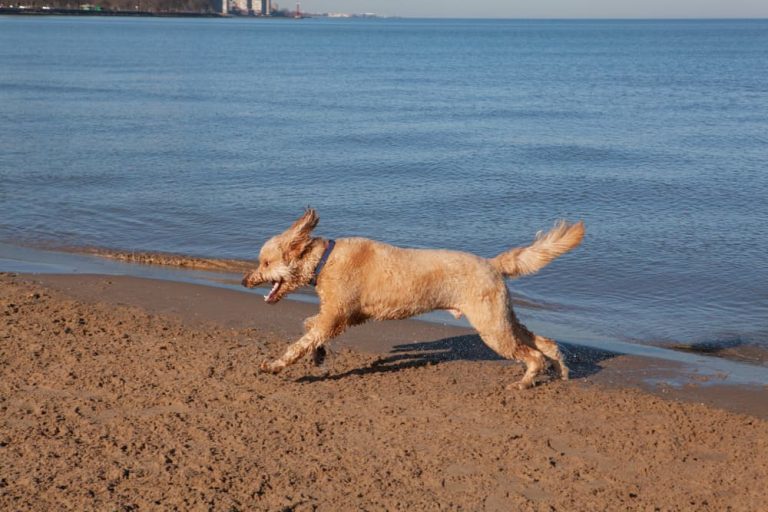 Dog running on beach near Lake Michigan