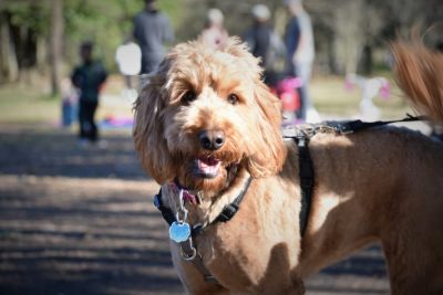 Dog Parks in Atlanta: 5 of the Most Popular