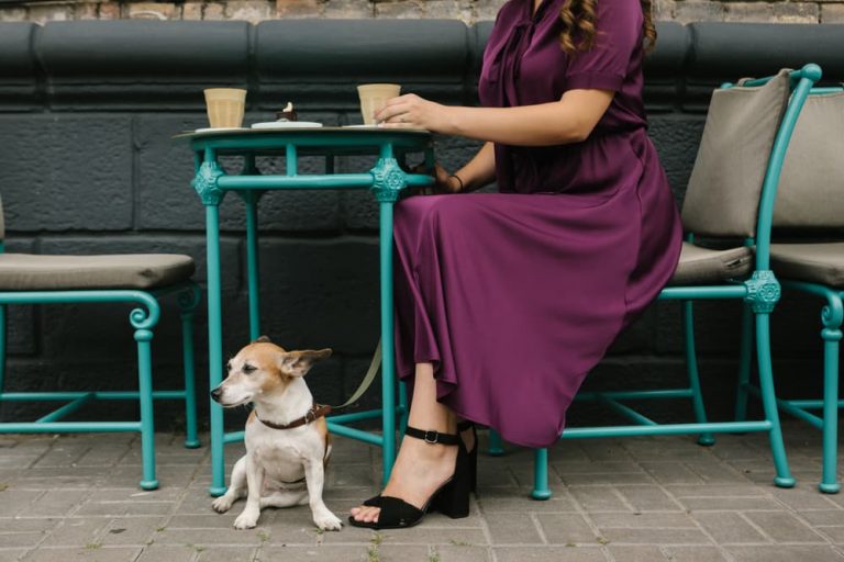 Dog at restaurant in the city