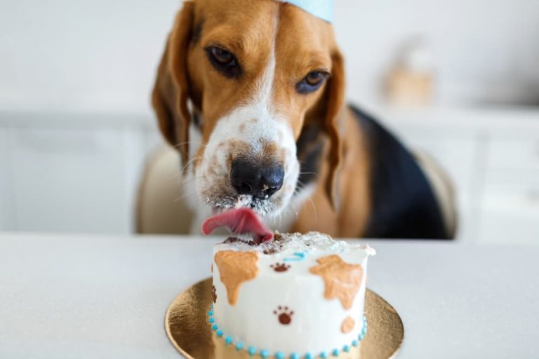 Personalized Donut-Shaped Dog Cake