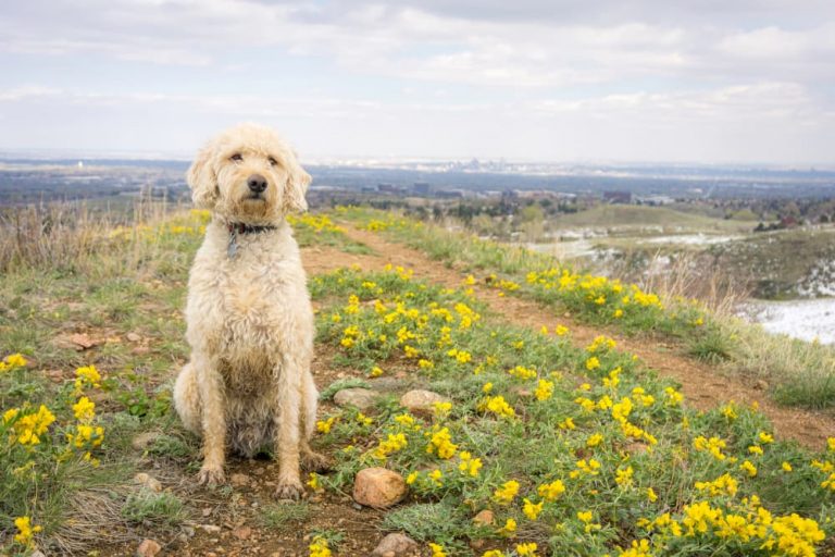 Dog on hiking trail in Denver