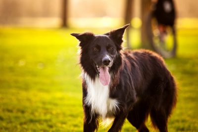 The Best Dog Parks Boston Has to Offer