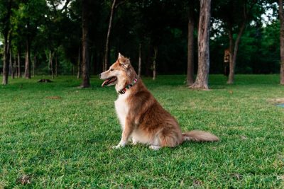 What is the Best Dog Park in Dallas?